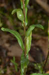 Green rockcress